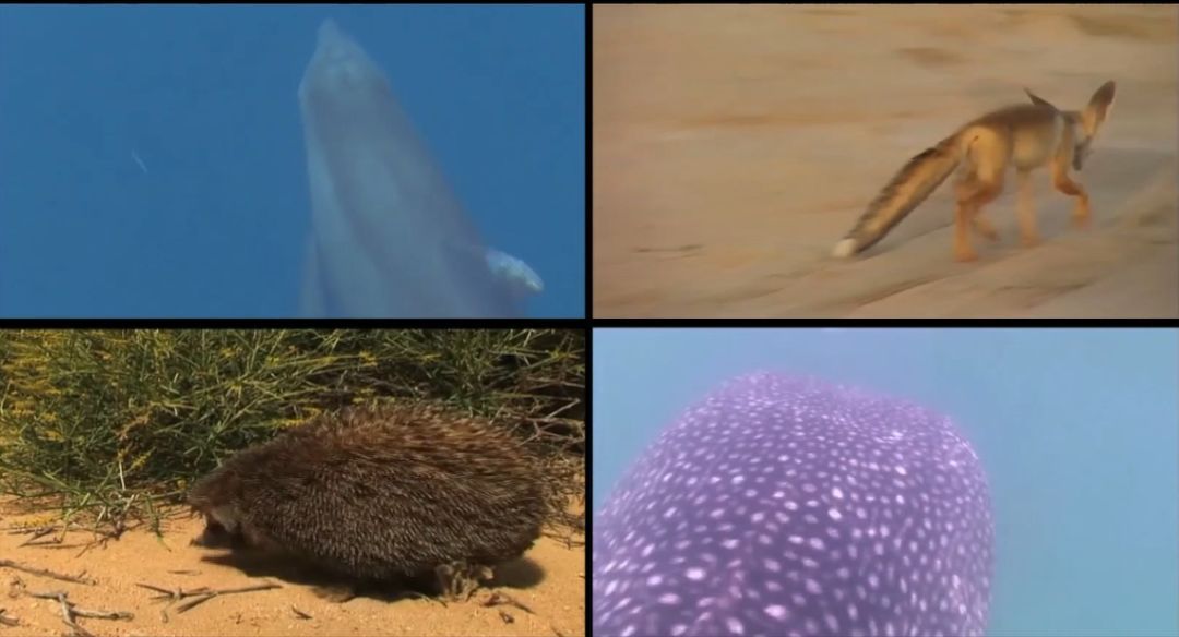 全网担保网(中国游)最具权威唯一维权担保平台