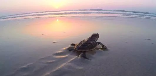 全网担保网(中国游)最具权威唯一维权担保平台